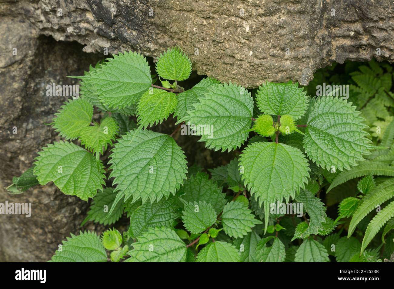 False nettle genus hi-res stock photography and images - Alamy