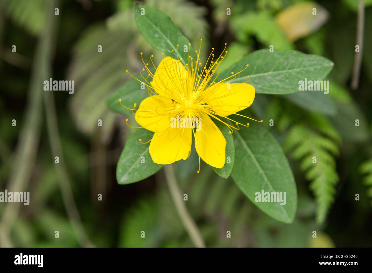 A St. John's Wort, Genus Hypericum, in flower by the waterfall in Furong, China. Stock Photo