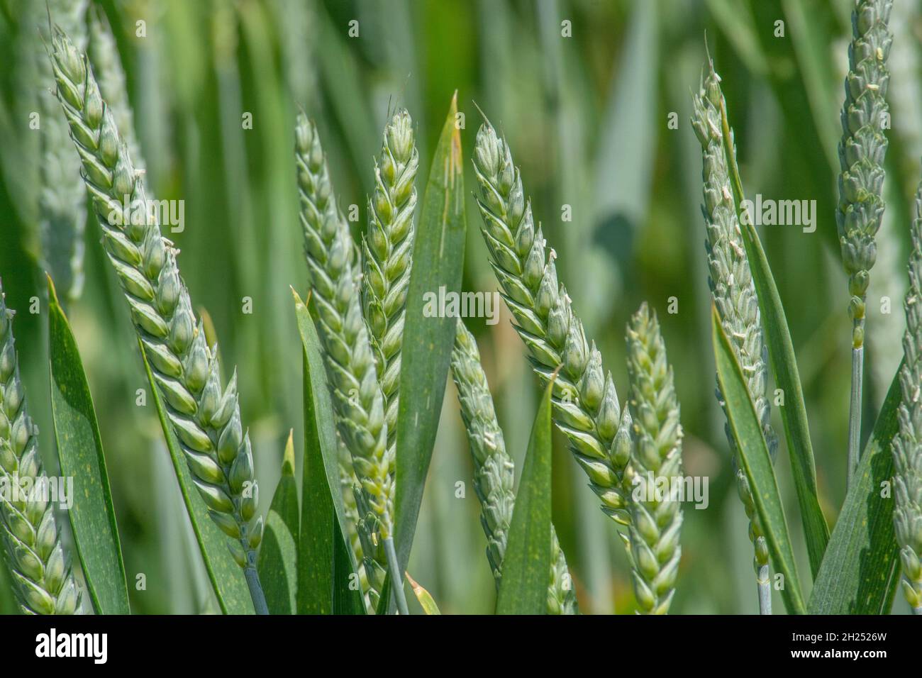 Heads of Wheat / Triticum aestivum still in their unripe green state. For concept of famine or abundance. Also for food security / growing food. Stock Photo