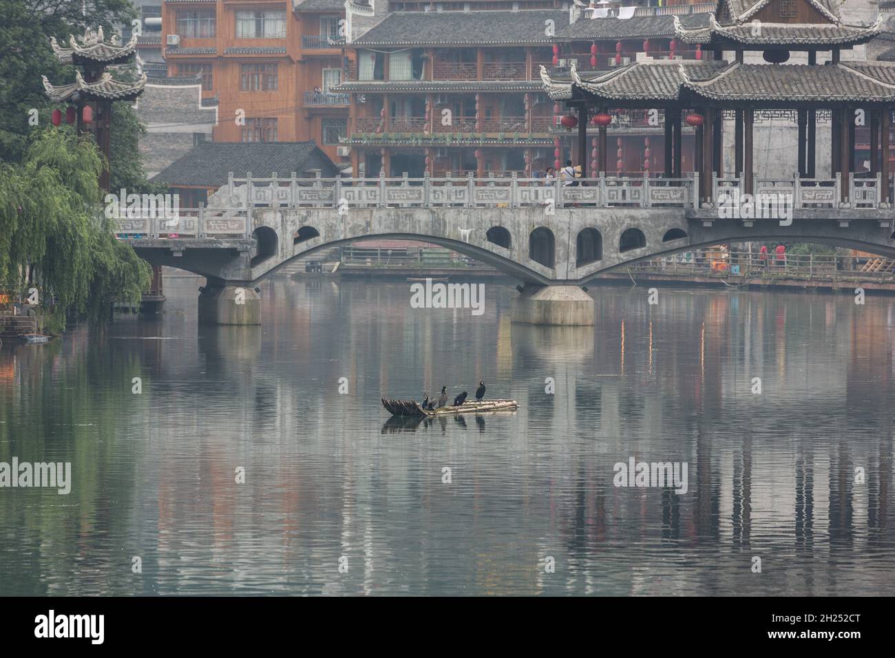 Great Cormorants resting on a raft in the Tuojiang River with a stone bridge behind in Fenghuang, China. Stock Photo