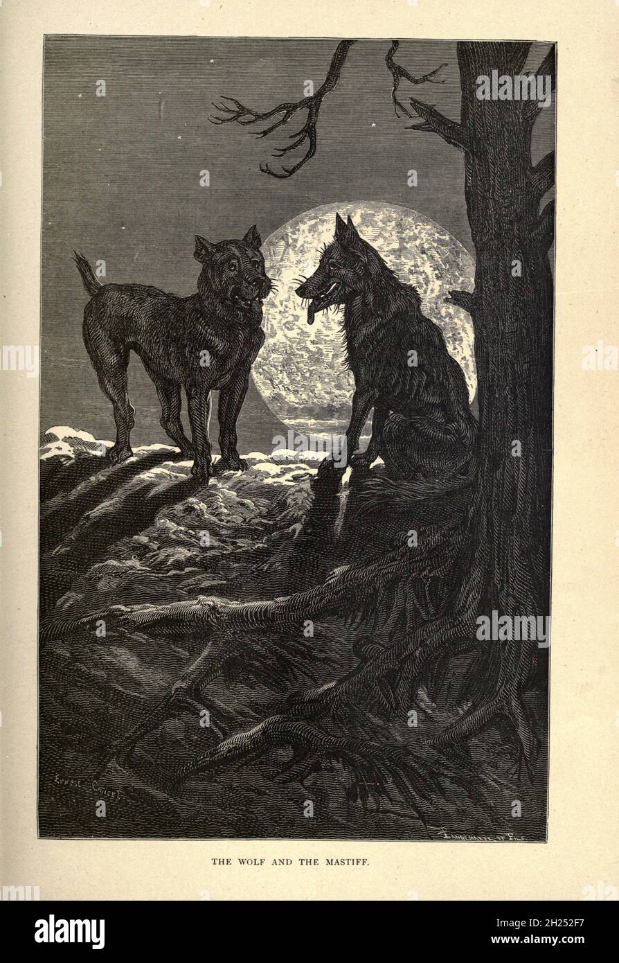 The Wolf and the Mastiff from AEsop's fables Illustrated by Joseph ...