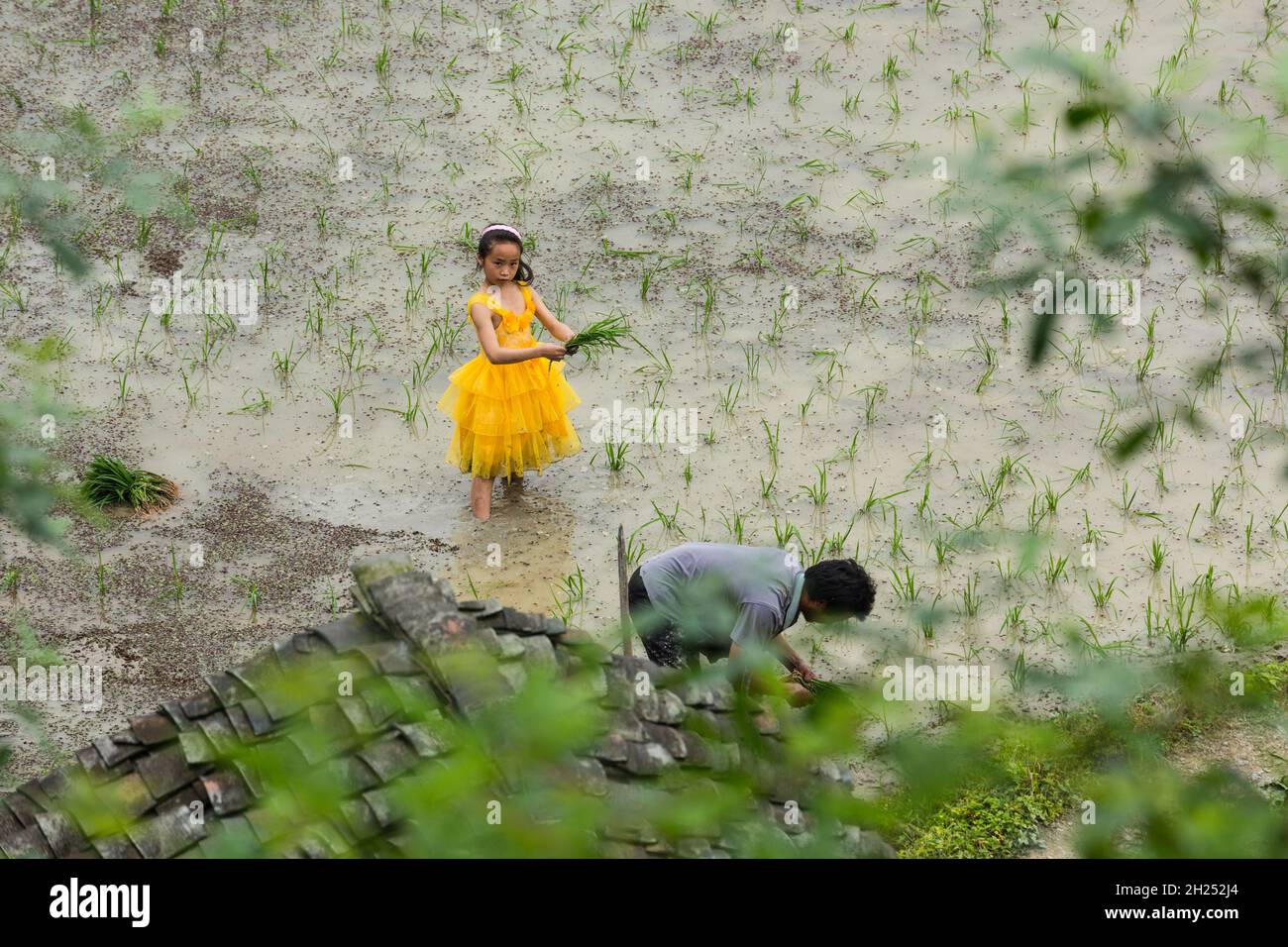 A young Chinese girl wearing a princess dress helps her father plant ...