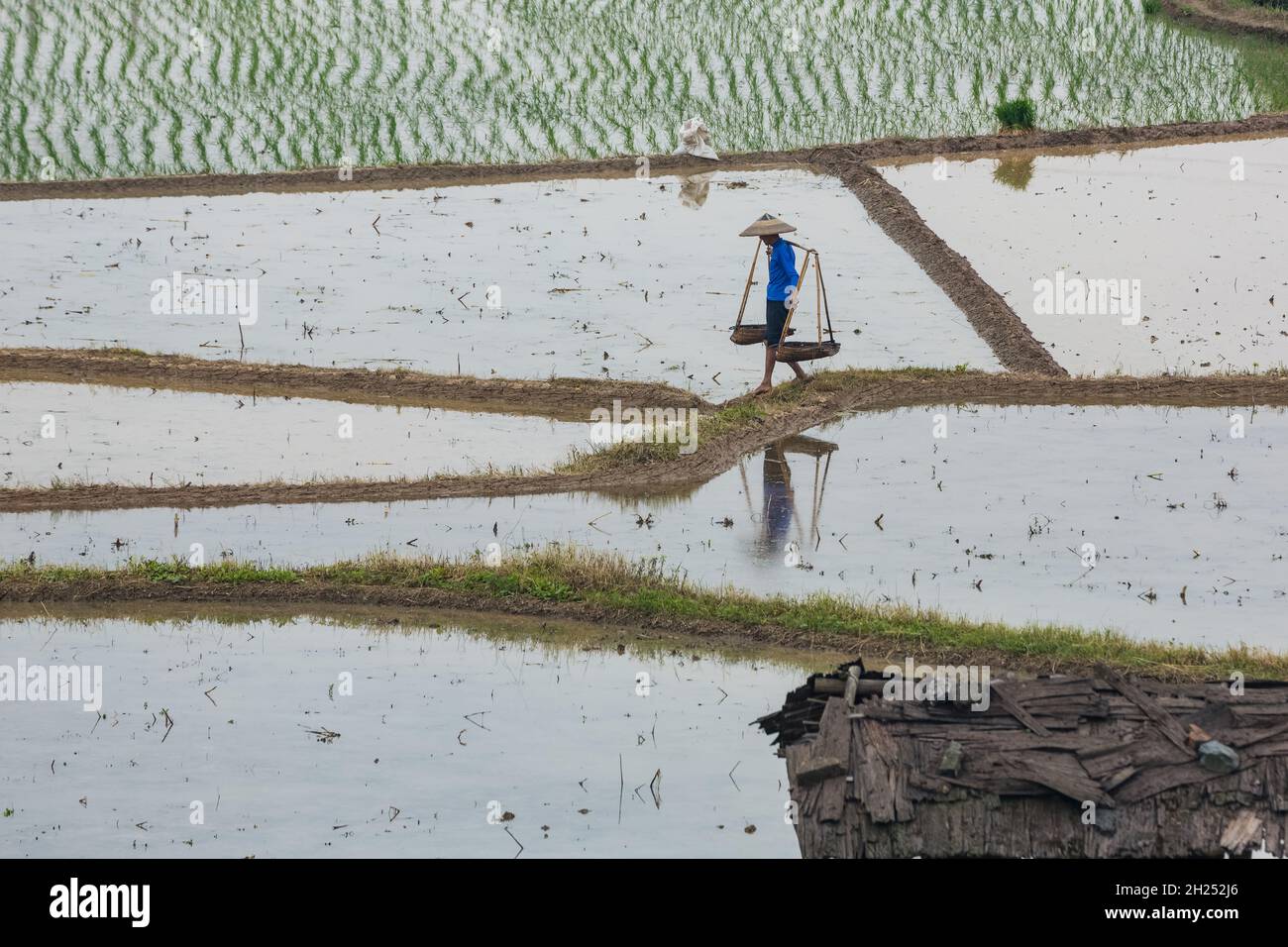 A Chinese farmer walks across a levee in flooded rice paddies in Hunan
