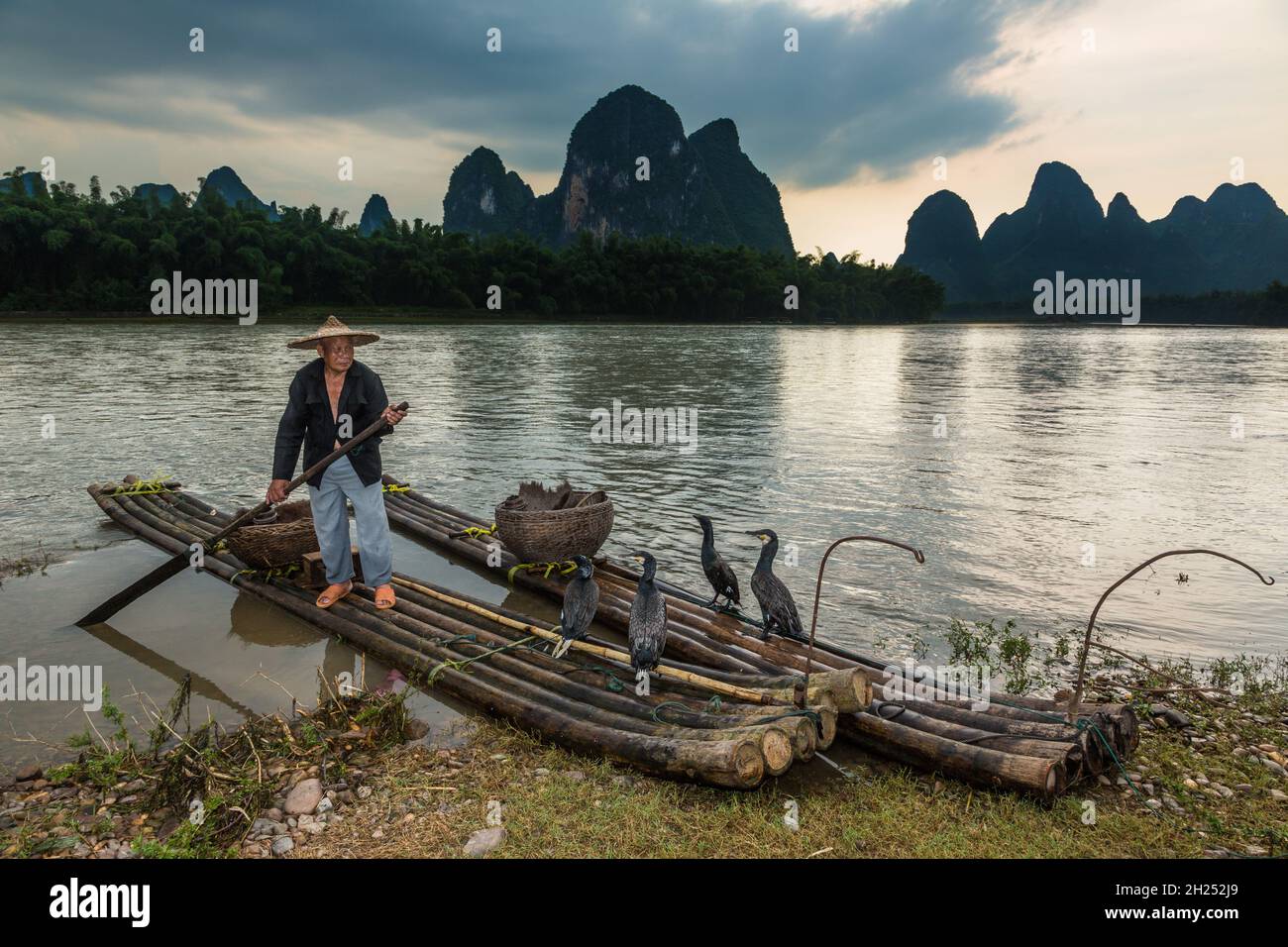 A traditional cormorant fisherman on a bamboo raft with his cormorants ...