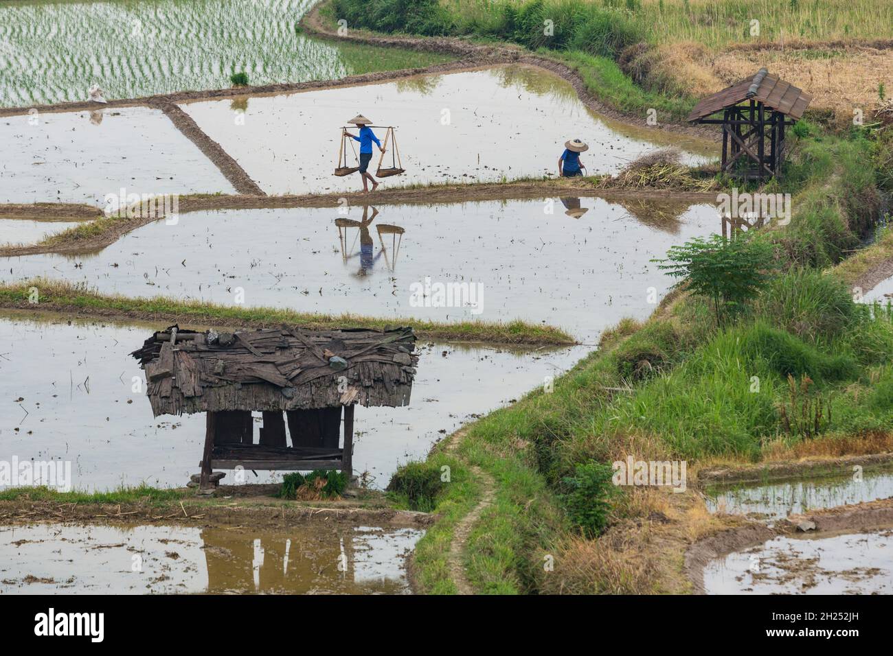 A Chinese farmer walks across a levee in flooded rice paddies in Hunan