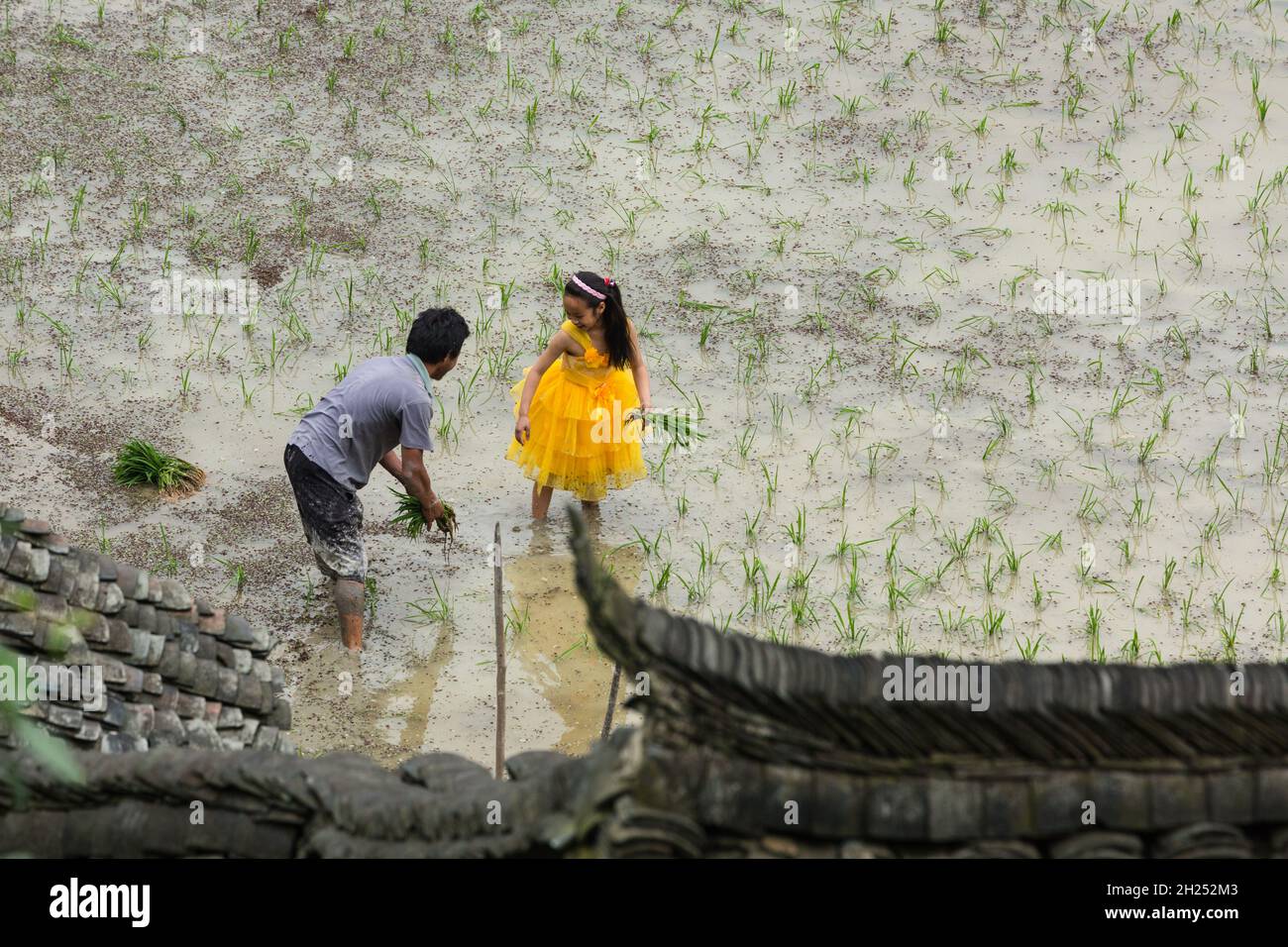 A young Chinese girl wearing a princess dress helps her father plant ...