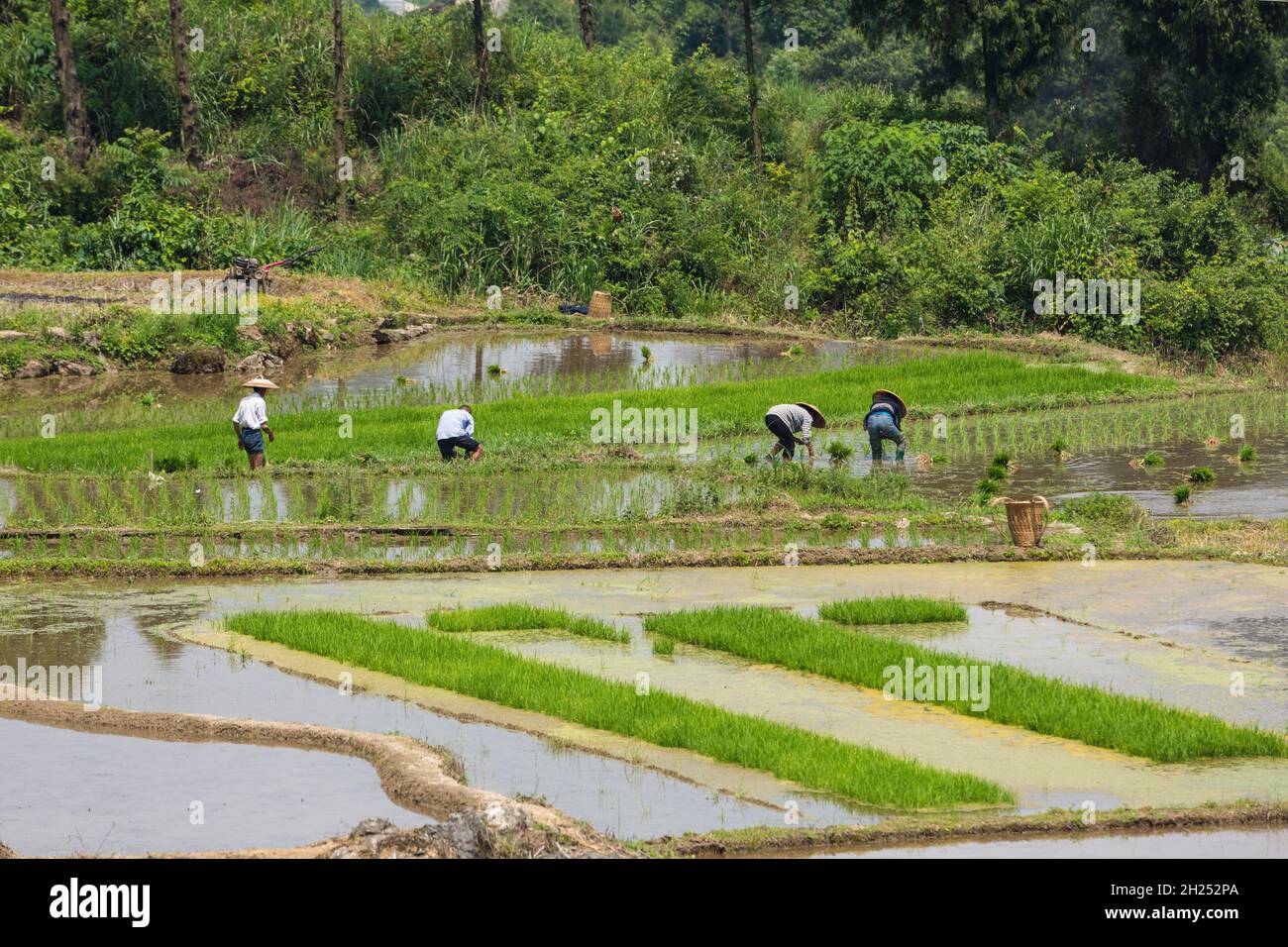 Farmers plant rice in a flooded rice paddy in China. Stock Photo