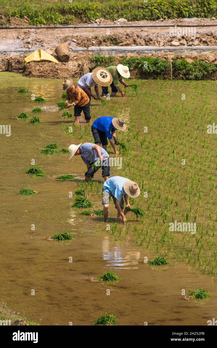 Farmers plant rice in a flooded rice paddy in China. Stock Photo