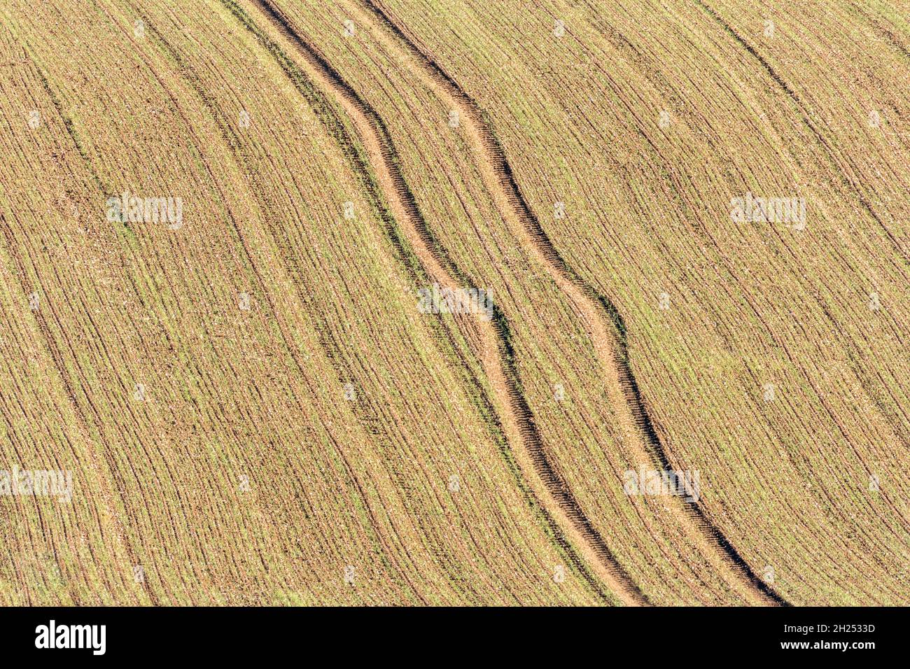 Slithering tractor track in field of a recently sown cereal crop. For British farming. Field crop pattern, farm tractor tracks, farm to fork metaphor. Stock Photo