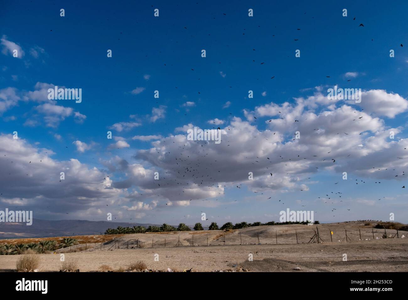 Black kite birds flying over the Israeli border with Jordan Stock Photo