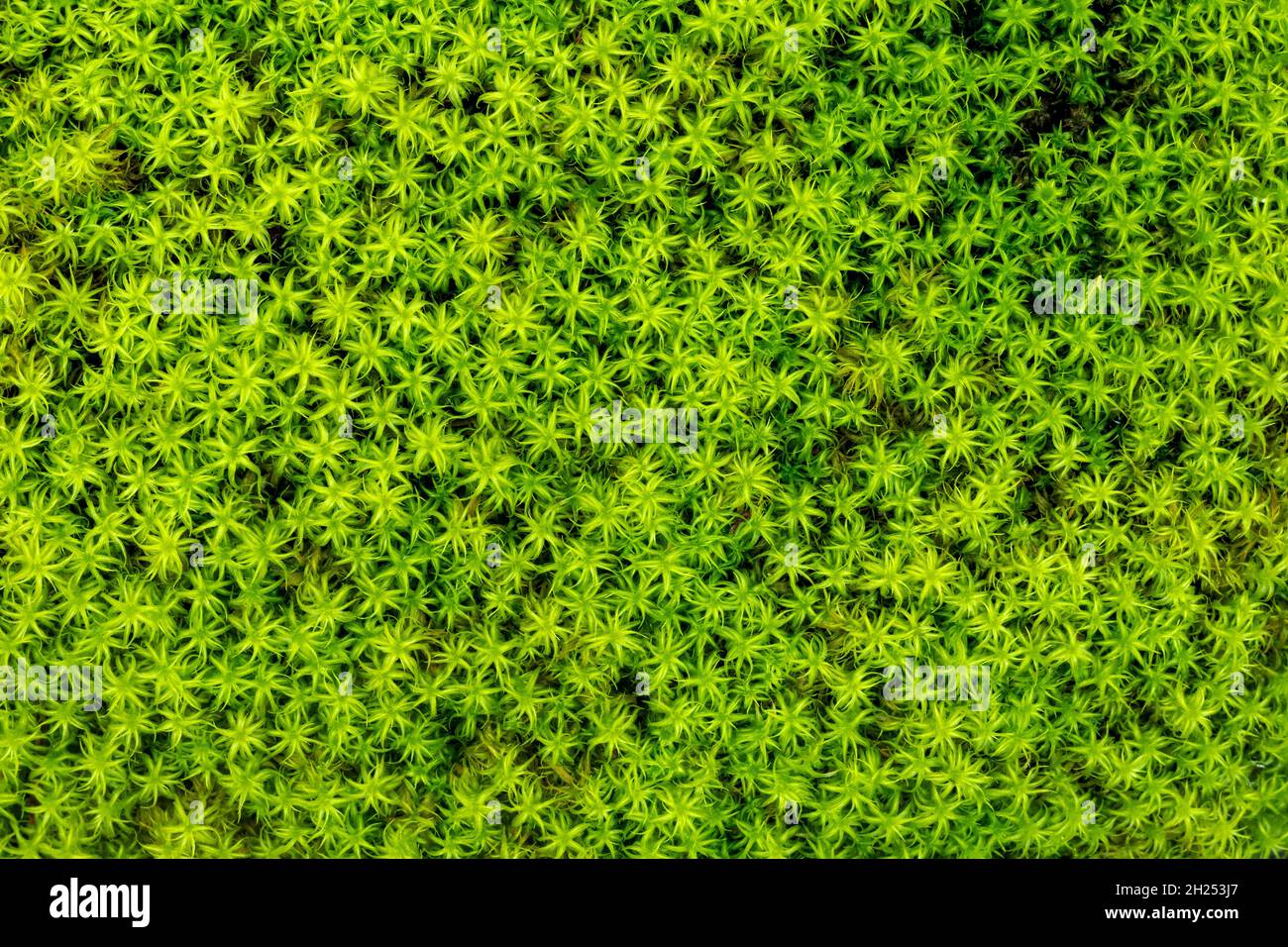 Beautiful natural background of green grasses. Ecology and nature concept. Stock Photo
