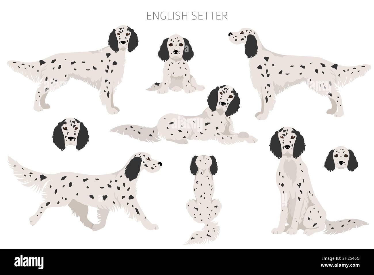 English setter clipart. Different poses, coat colors set. Vector