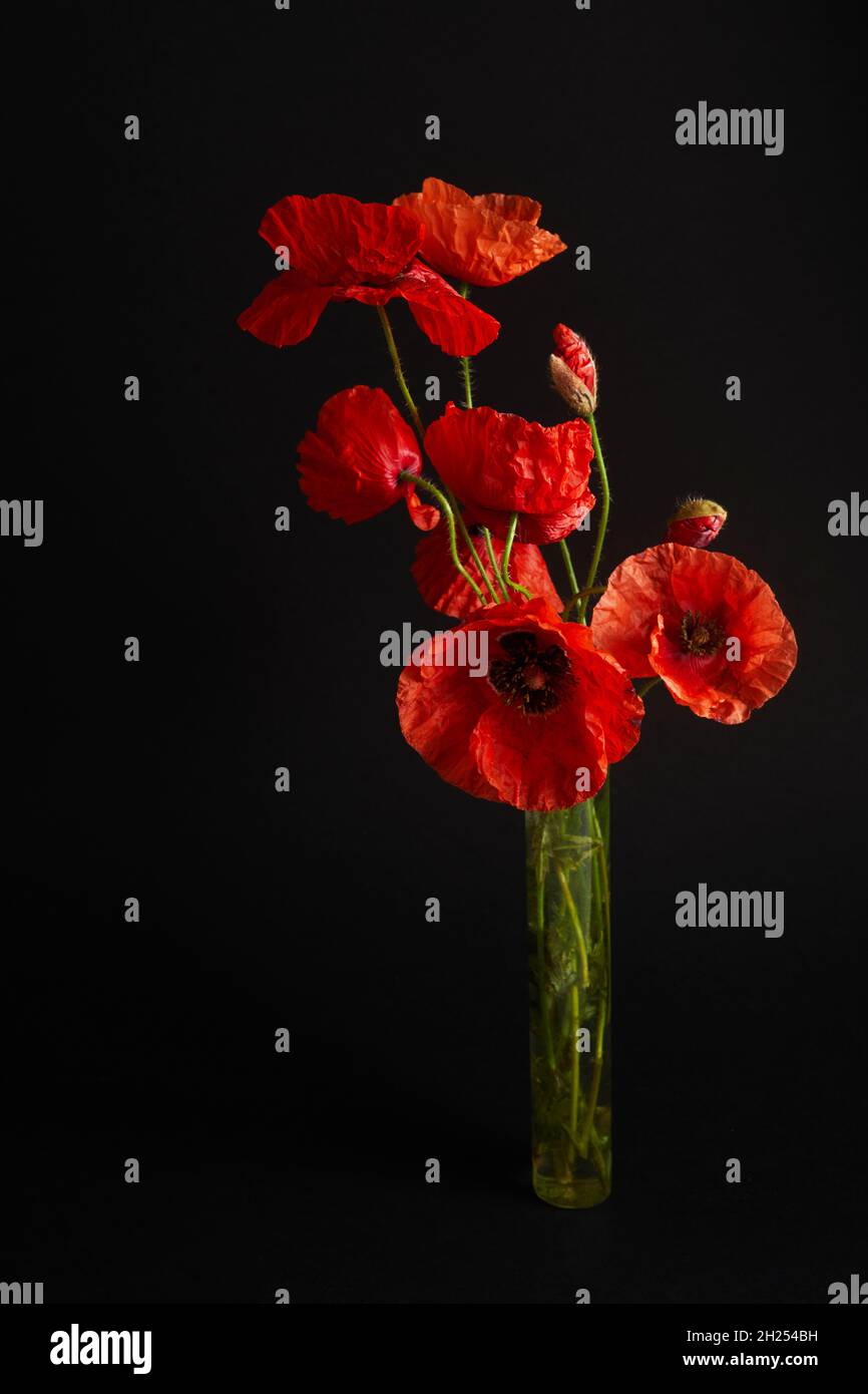 Remembrance Day greeting card. Beautiful red poppy flower on black  background with lettering Stock Photo