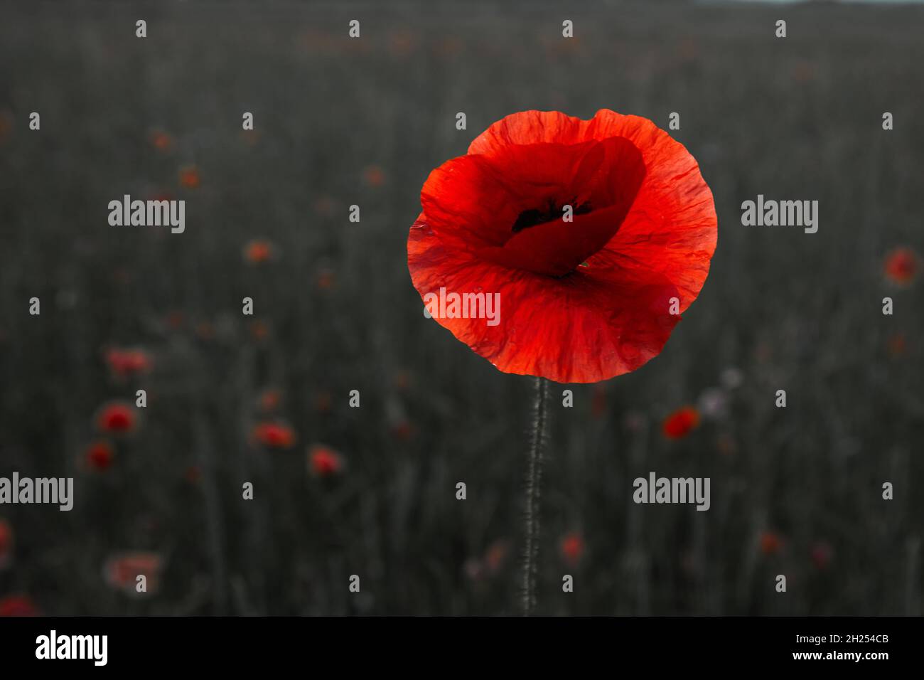 Remembrance day poppy. Red poppies in a poppies field with desaturated background Stock Photo