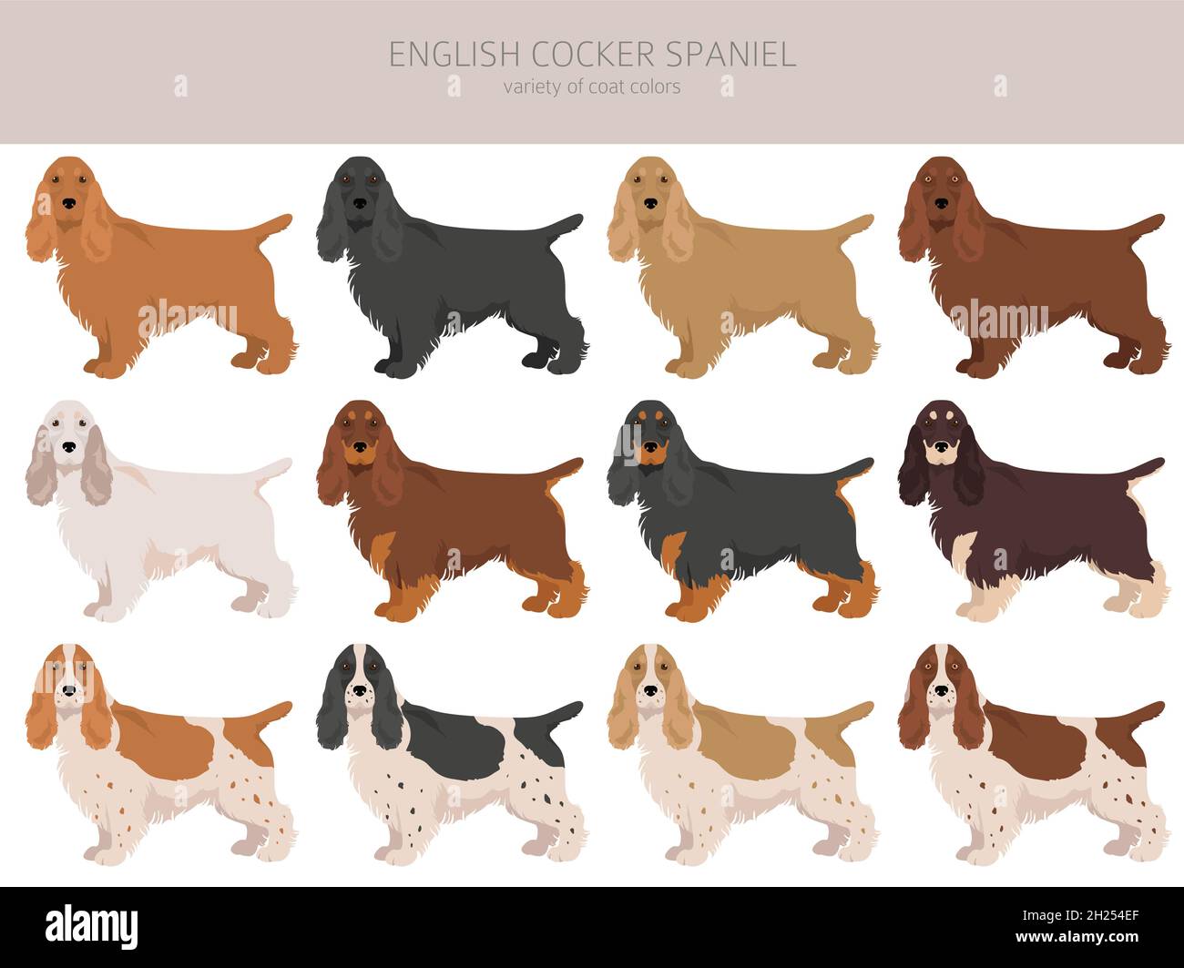 English cocker spaniel clipart. Different poses, coat colors set