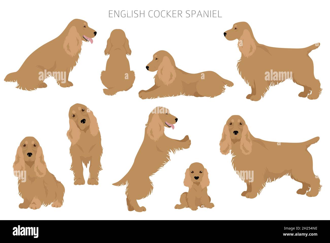 cocker spaniel coat