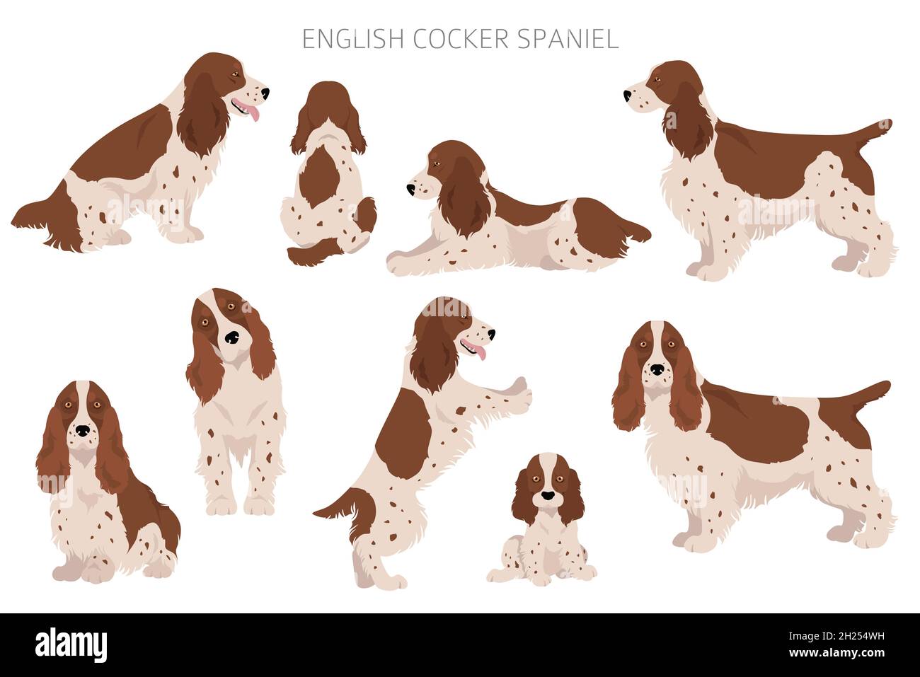 English cocker spaniel clipart. Different poses, coat colors set ...