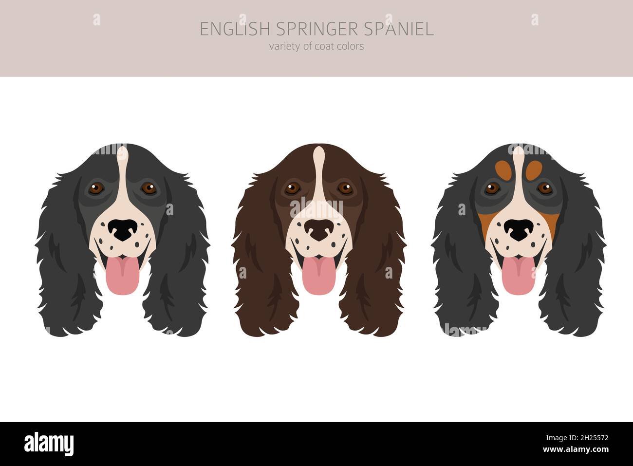 Springer spaniel hot sale coat type