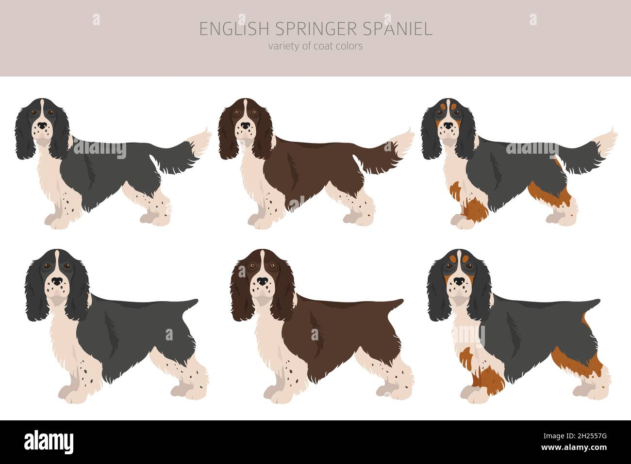 English Springer Spaniel Jacket English Springer Spaniel Jacket