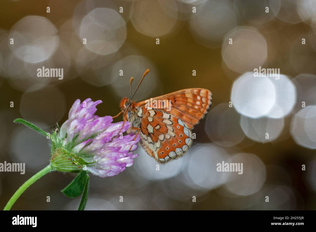 Day butterfly perched on flower, Euphydryas aurinia. Stock Photo