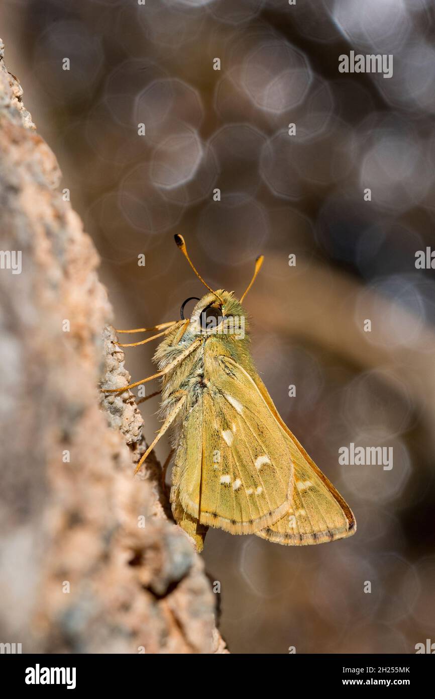 Day butterfly perched on flower, Hesperia comma. Stock Photo