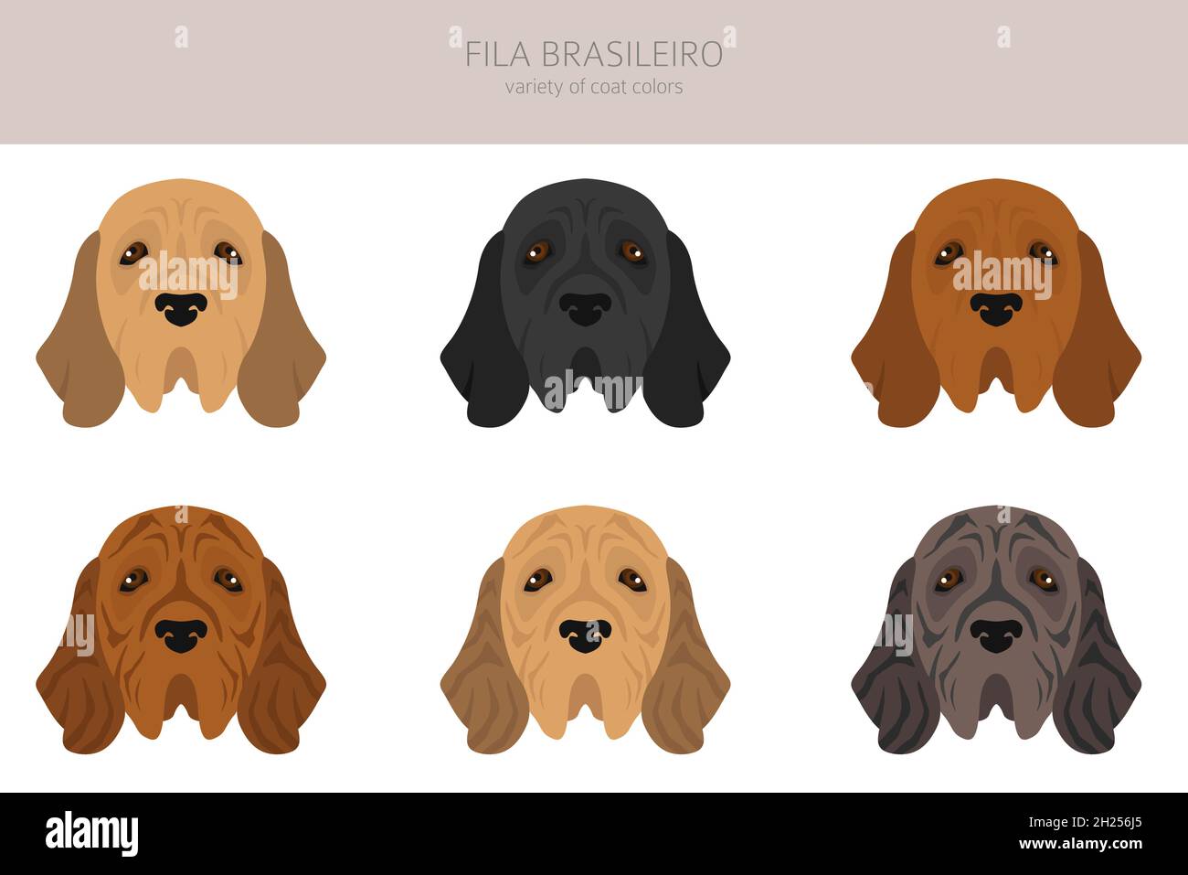 Fila Brasileiro clipart. Different poses, coat colors set. Vector  illustration Stock Vector Image & Art - Alamy
