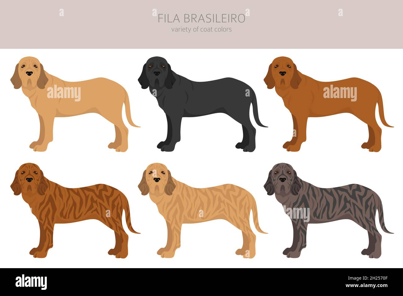 Fila Brasileiro clipart. Different poses, coat colors set. Vector