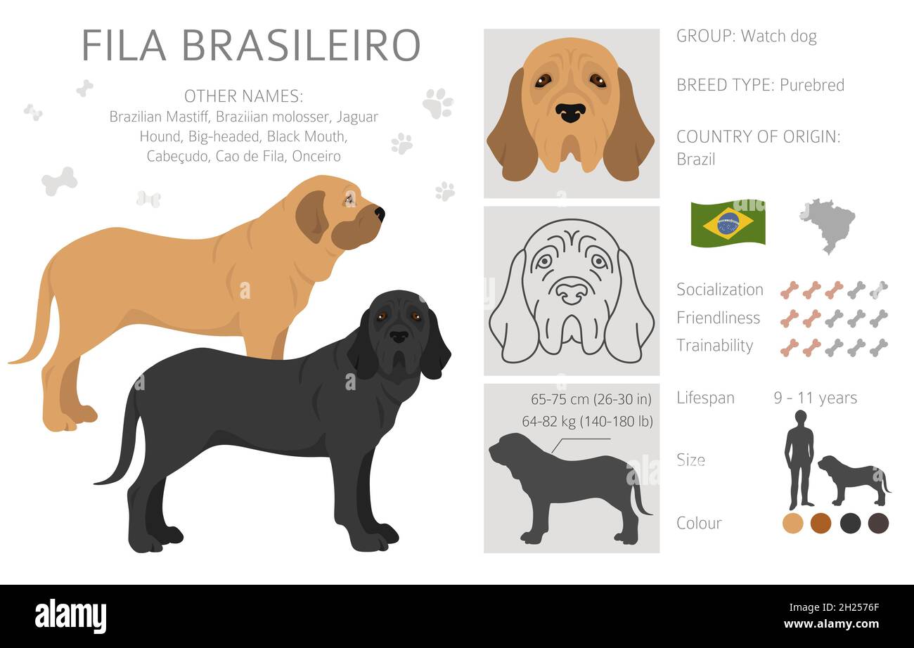 Fila Brasileiro clipart. Different poses, coat colors set. Vector  illustration Stock Vector Image & Art - Alamy