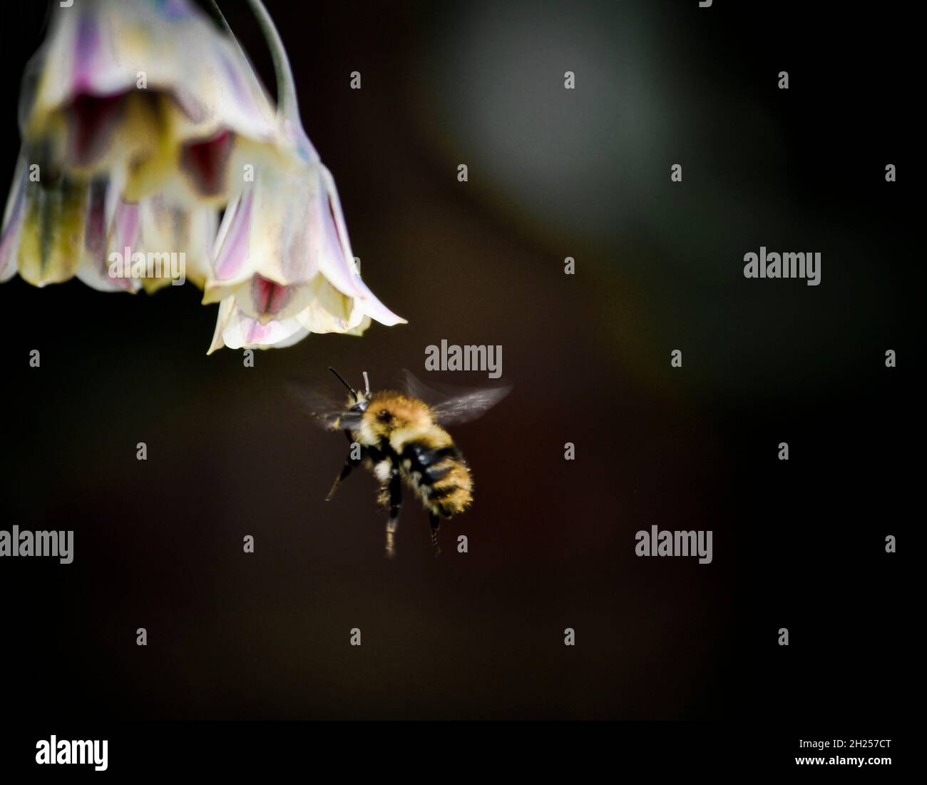 Bumble bee approaching a Sicilian Honey Garlic (Nectaroscordum siculum) flower, set in an English country garden Stock Photo