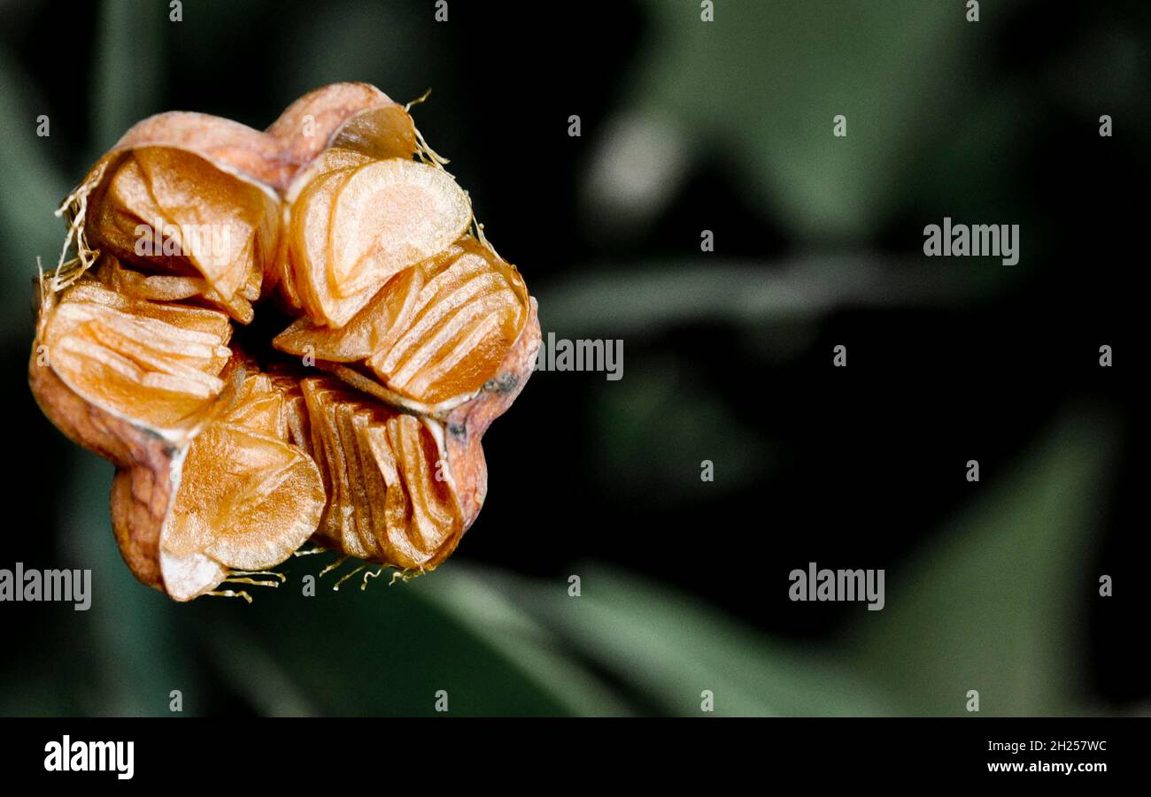 Scatter Seeds