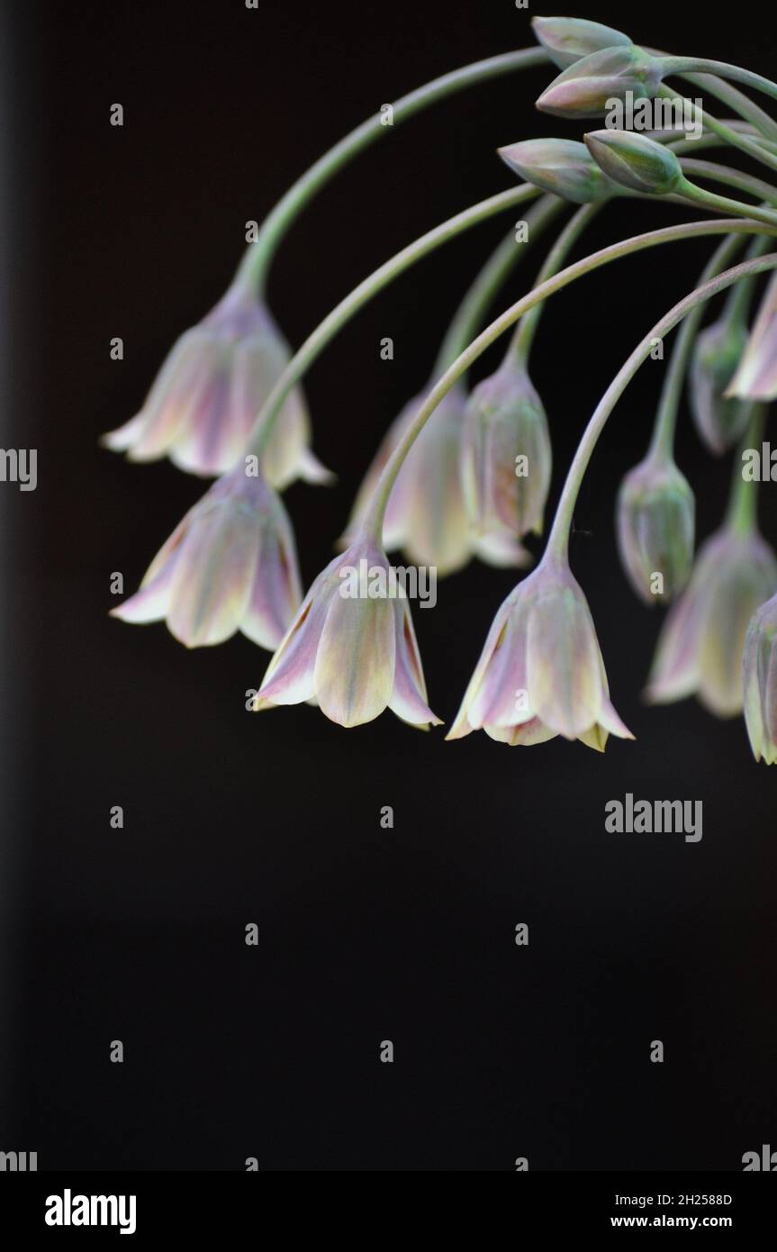 Sicilian Honey Garlic (Nectaroscordum siculum) showing a side profile of the flower head - set against a dark background Stock Photo