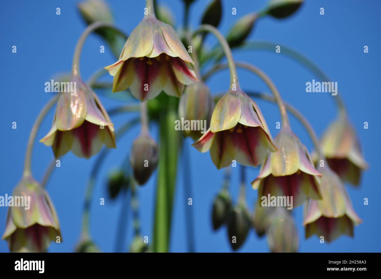 Sicilian Honey Garlic (Nectaroscordum siculum), looking up, into the flower showing blue sky beyond. Stock Photo