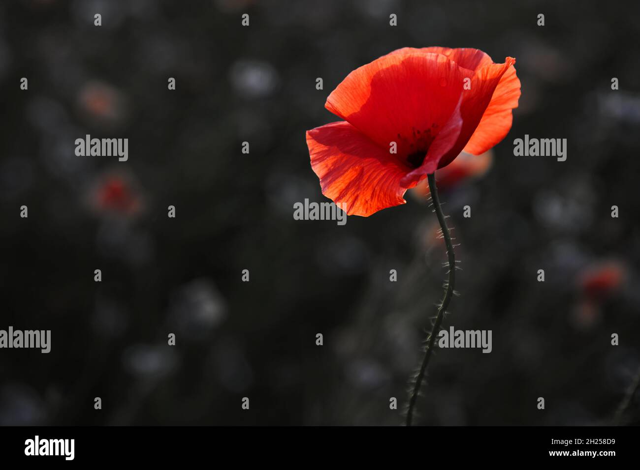 Remembrance day poppy. Red poppies in a poppies field with desaturated background Stock Photo