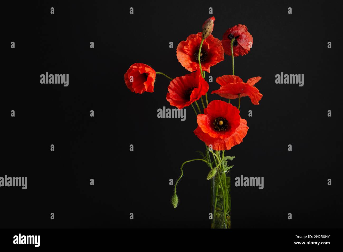 Bright red poppy flower isolated on white background. Stock Photo