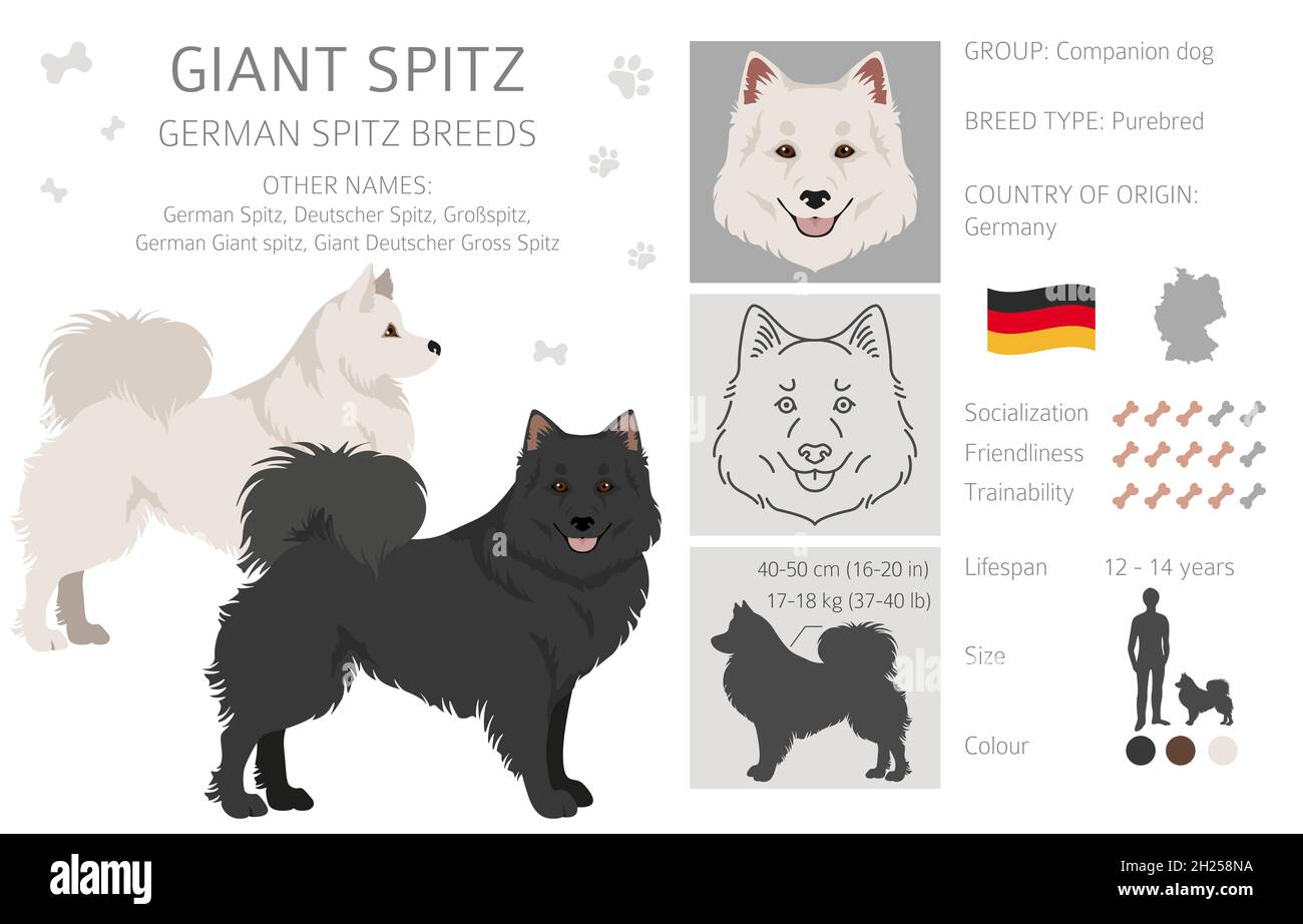 Giant german cheap spitz
