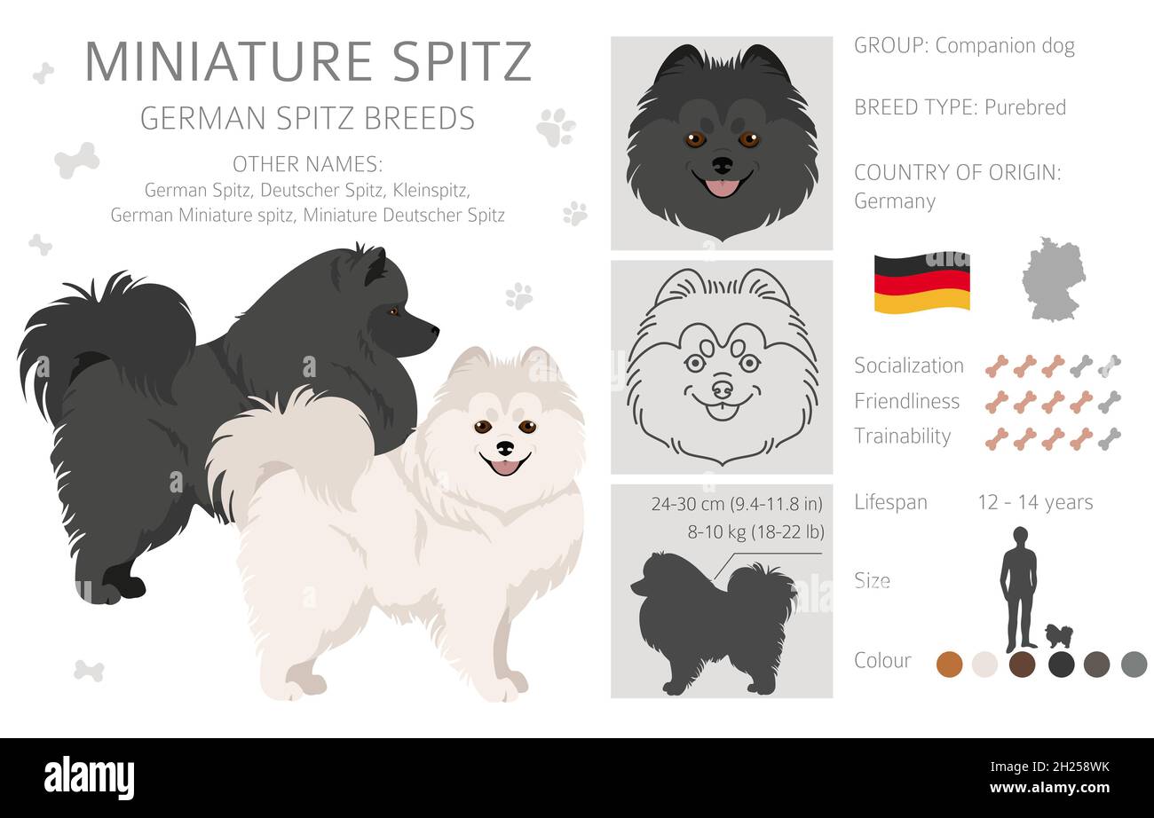 German spitz, Miniature spitz clipart. Different poses, coat colors set.  Vector illustration Stock Vector