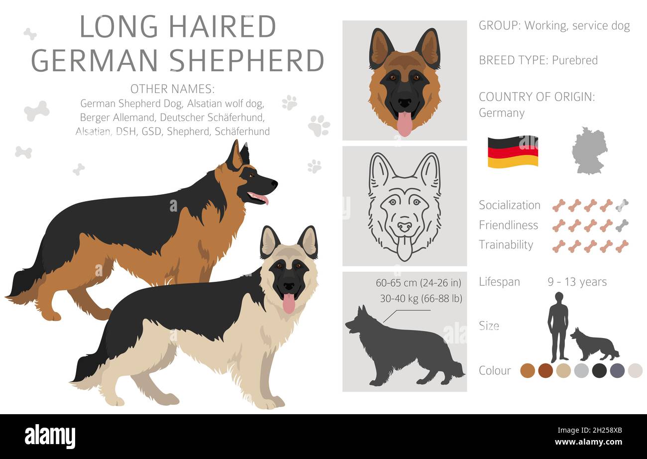 Long haired german shepherd dog in different coat colors clipart. Vector  illustration Stock Vector Image & Art - Alamy
