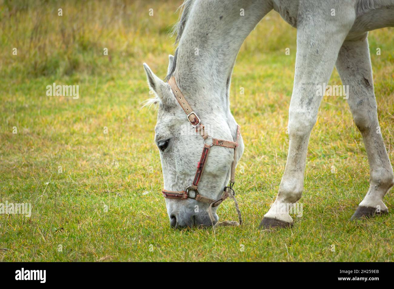 Leaning white horse eating grass in a pasture, October day Stock Photo