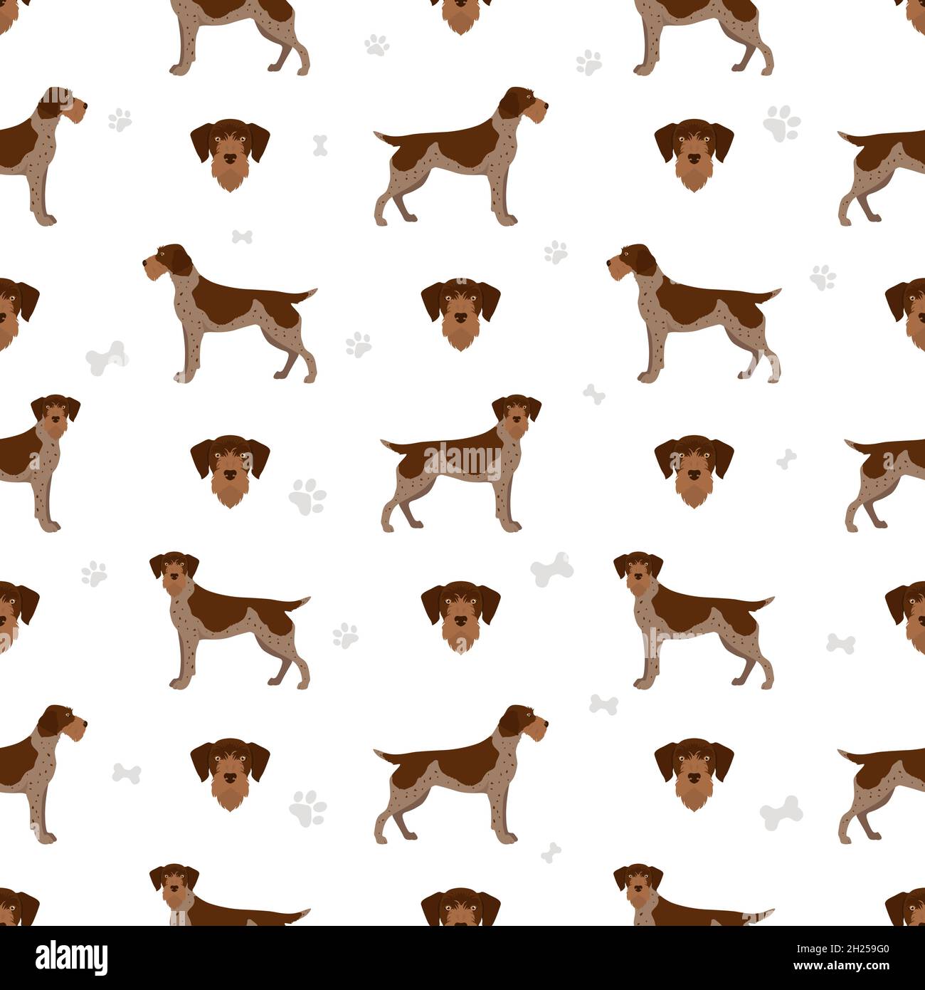 German wirehaired pointer seamless pattern. Different poses, coat