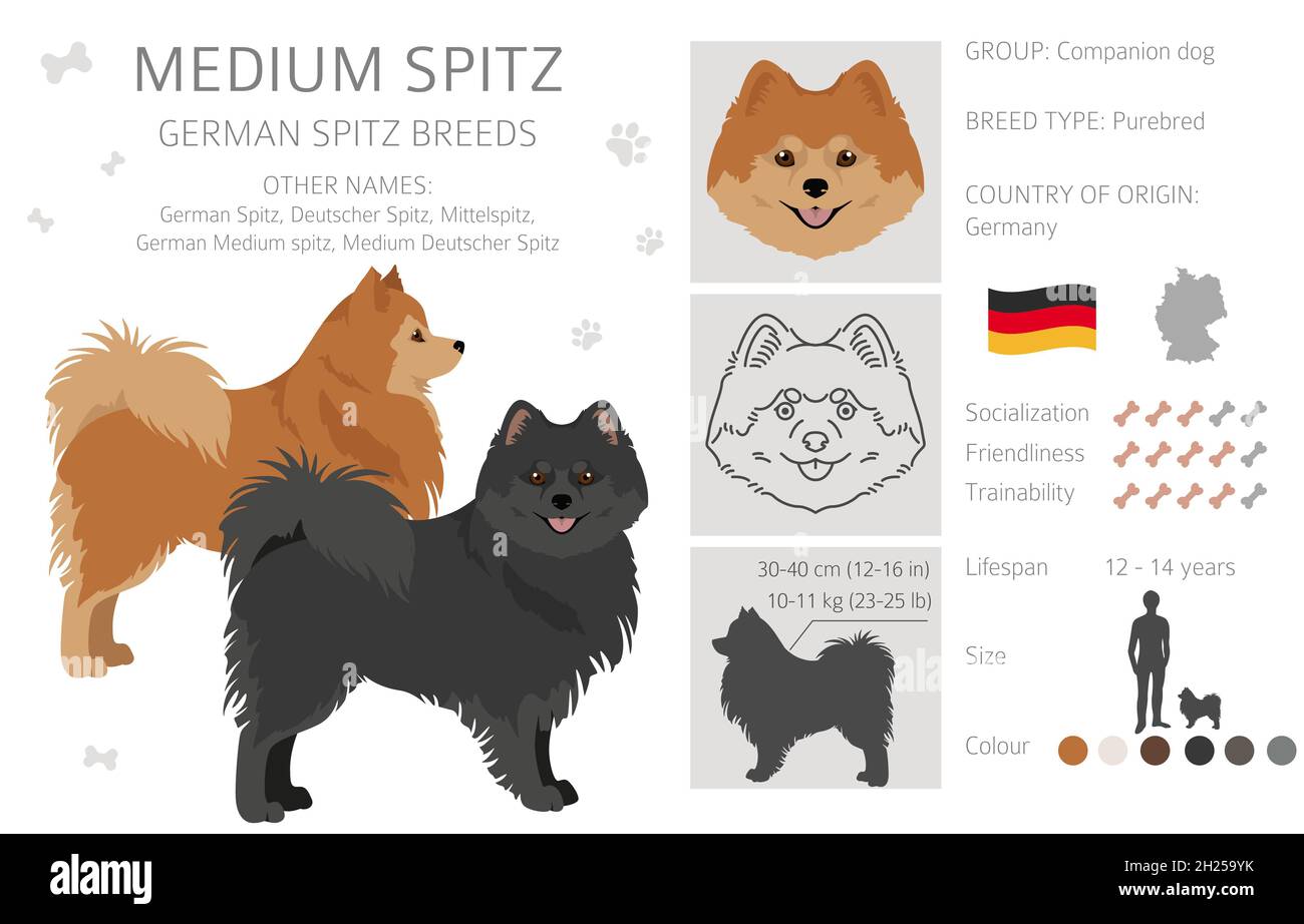 Mittelspitz Stock Vector Images Alamy
