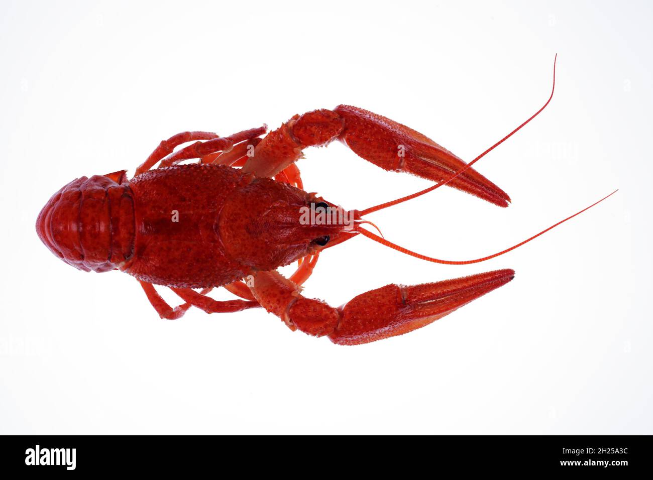 boiled red crayfish isolated on white background, top view Stock Photo