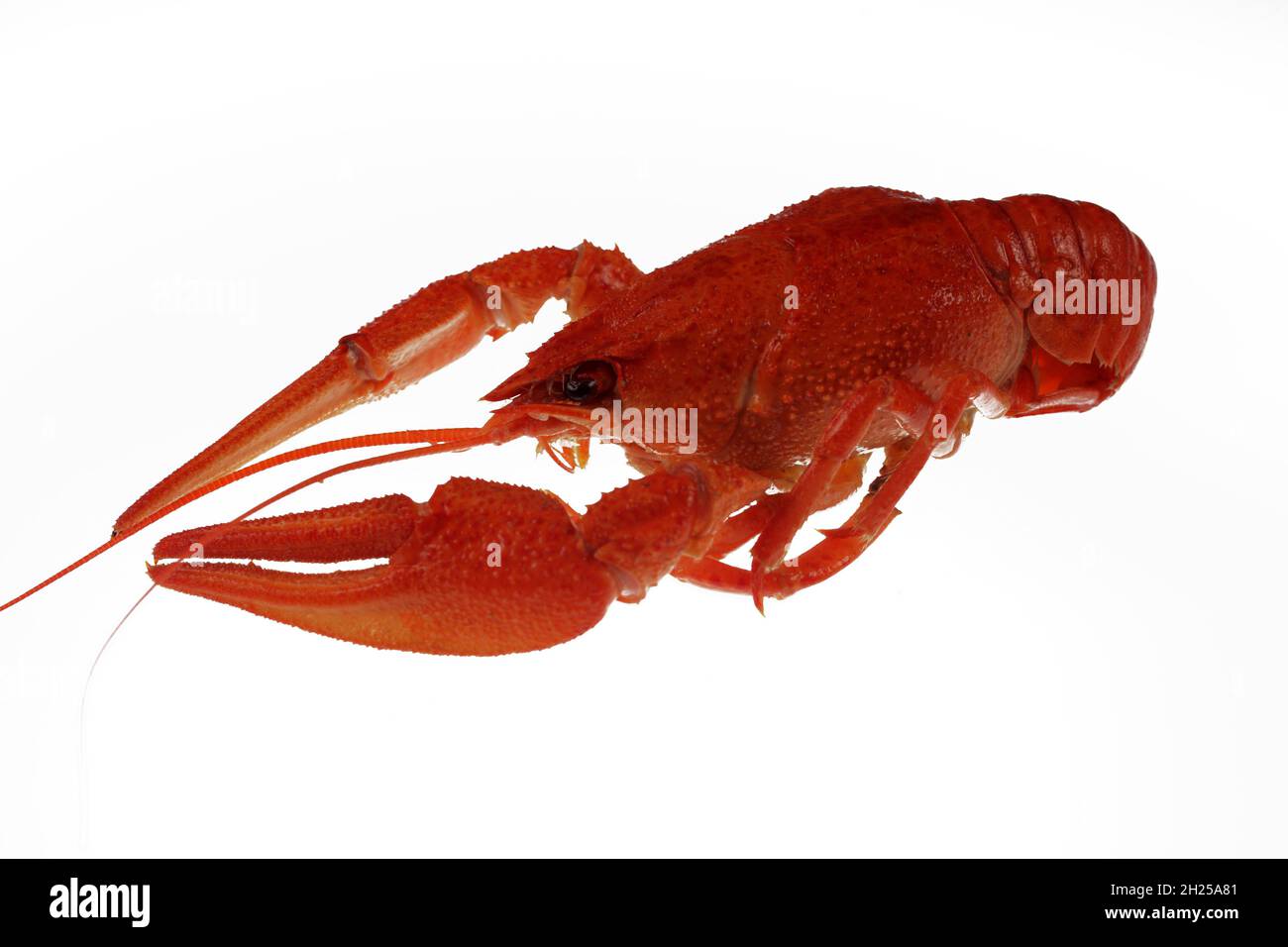 boiled red crayfish isolated on white background Stock Photo
