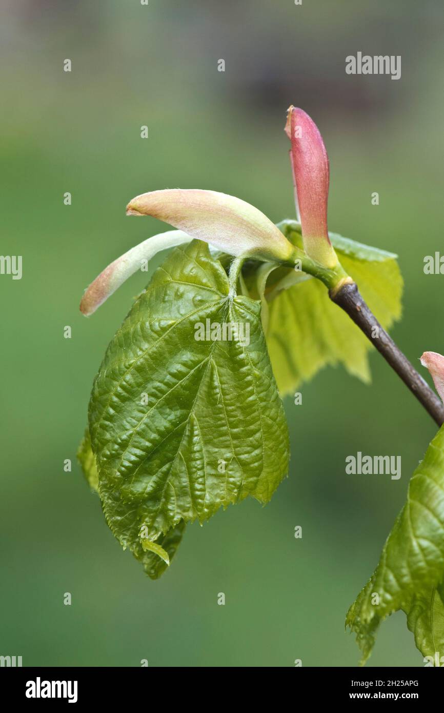 Small-leaved lime or linden (Tilia cordata) spring leaves expanding and developing from their buds and red scales, Berkshire, May Stock Photo