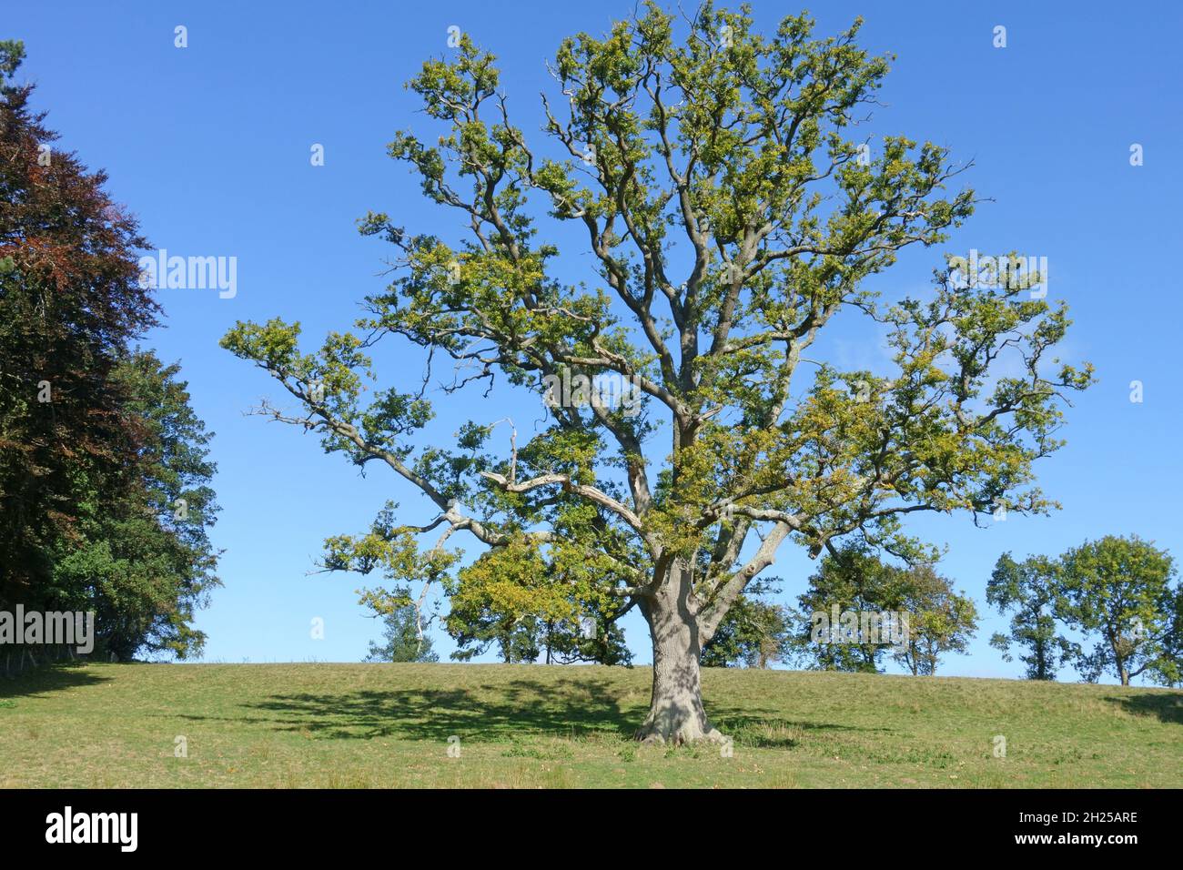 An English or European oak (Quercus robur) tree in late summer wth sparse foliage weakened by disease or drounght, Berkshire, September Stock Photo