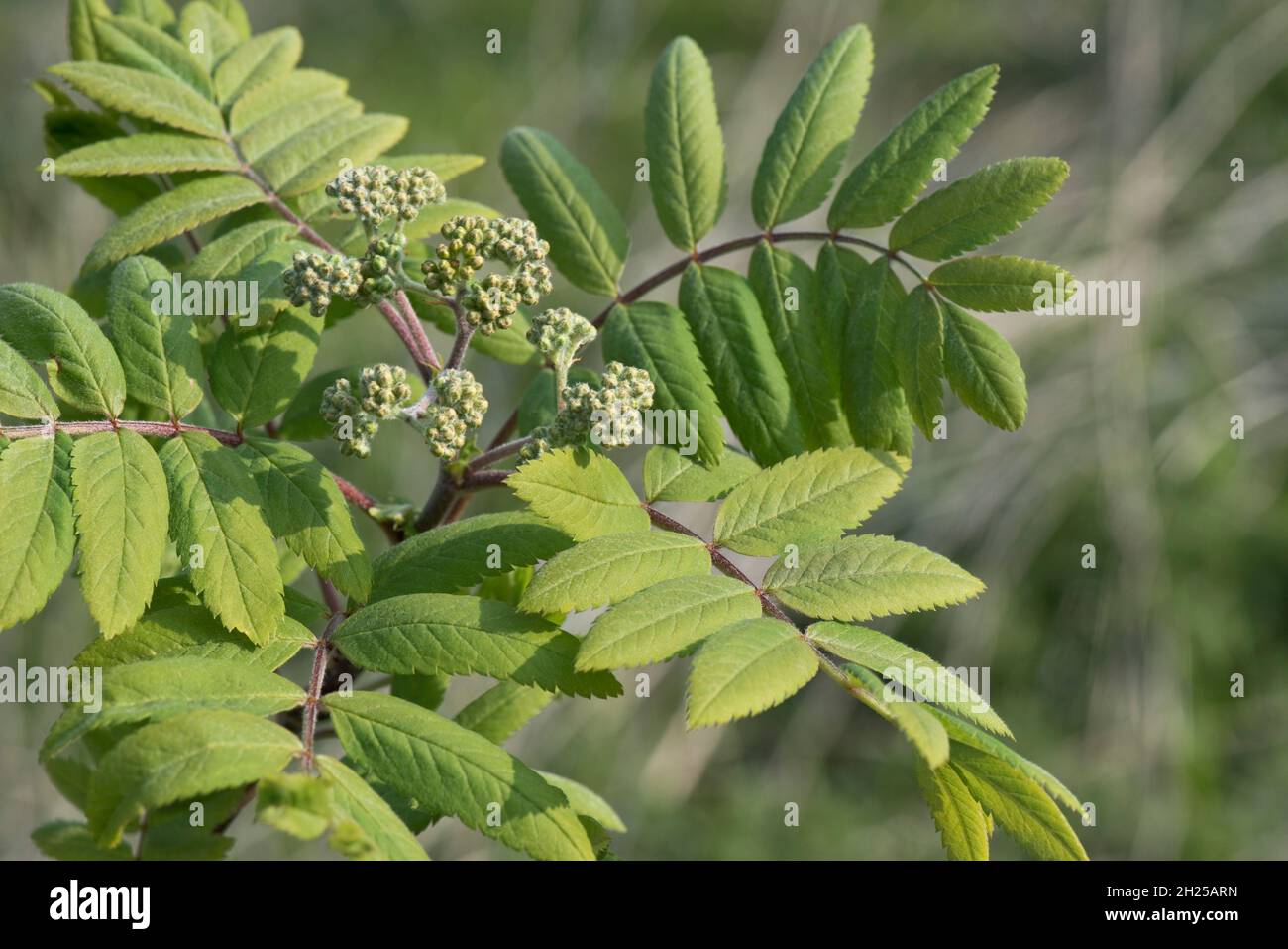Rowan or mountain ash (Sorbus aucuparia) young leaves and flower buds of a small tree in spring, Berkshire, April Stock Photo
