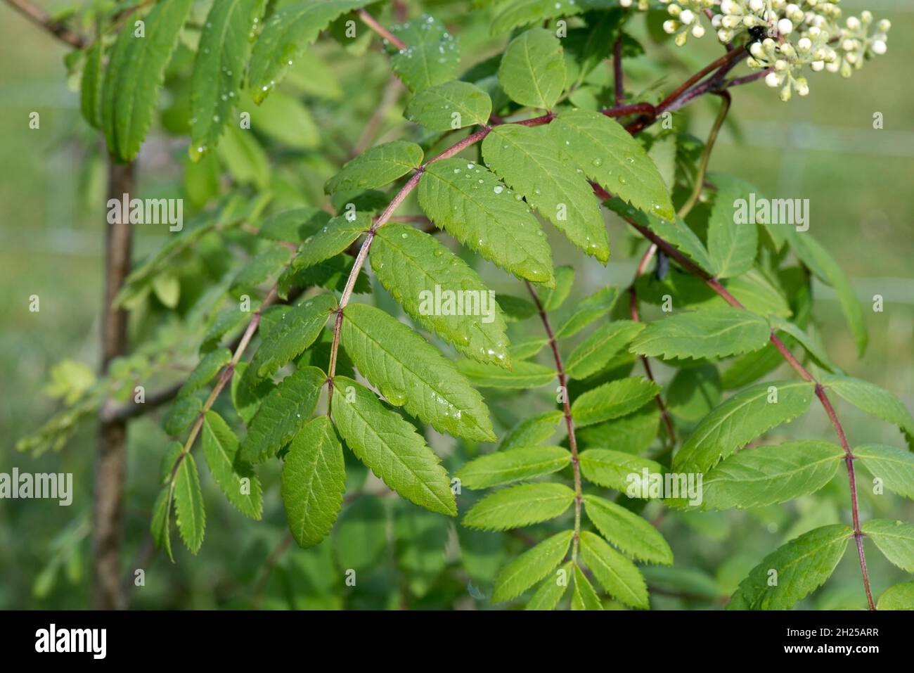 Rowan or mountain ash (Sorbus aucuparia) young leaves and flower buds of a small tree in spring, Berkshire, May Stock Photo