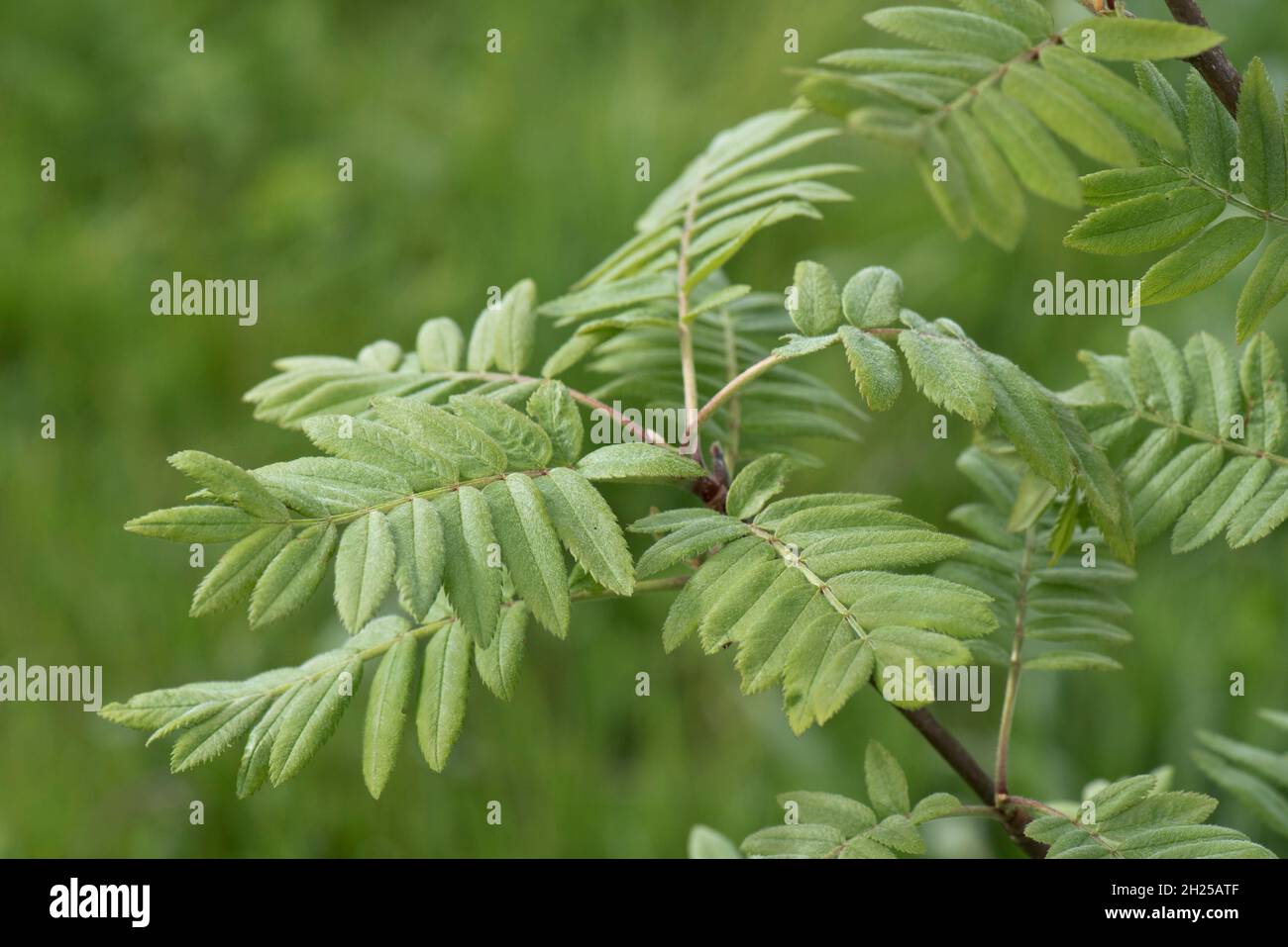 Mountain ash hires stock photography and images Alamy