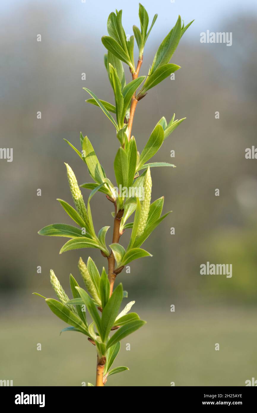 Golden willow (Salix alba 'Vitellina') shoot with young leaves in spring, flowers / catkins beginning to form, Berkshire, April Stock Photo