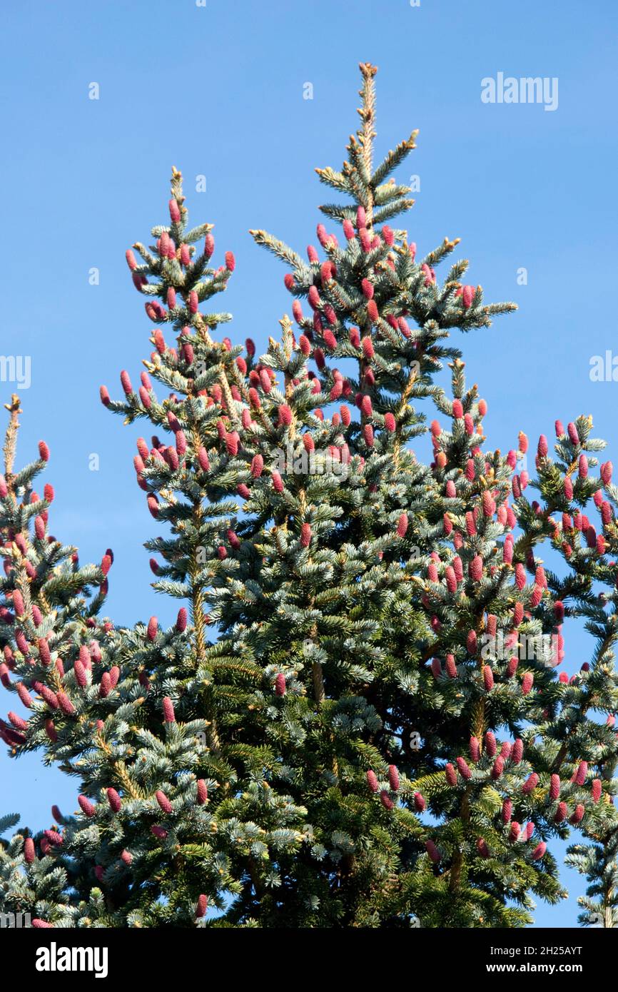 Red immature cones of blue spruce (Picea pungens) at the top of a tree with blue, grey-green, foliage in spring, Berkshire, May Stock Photo