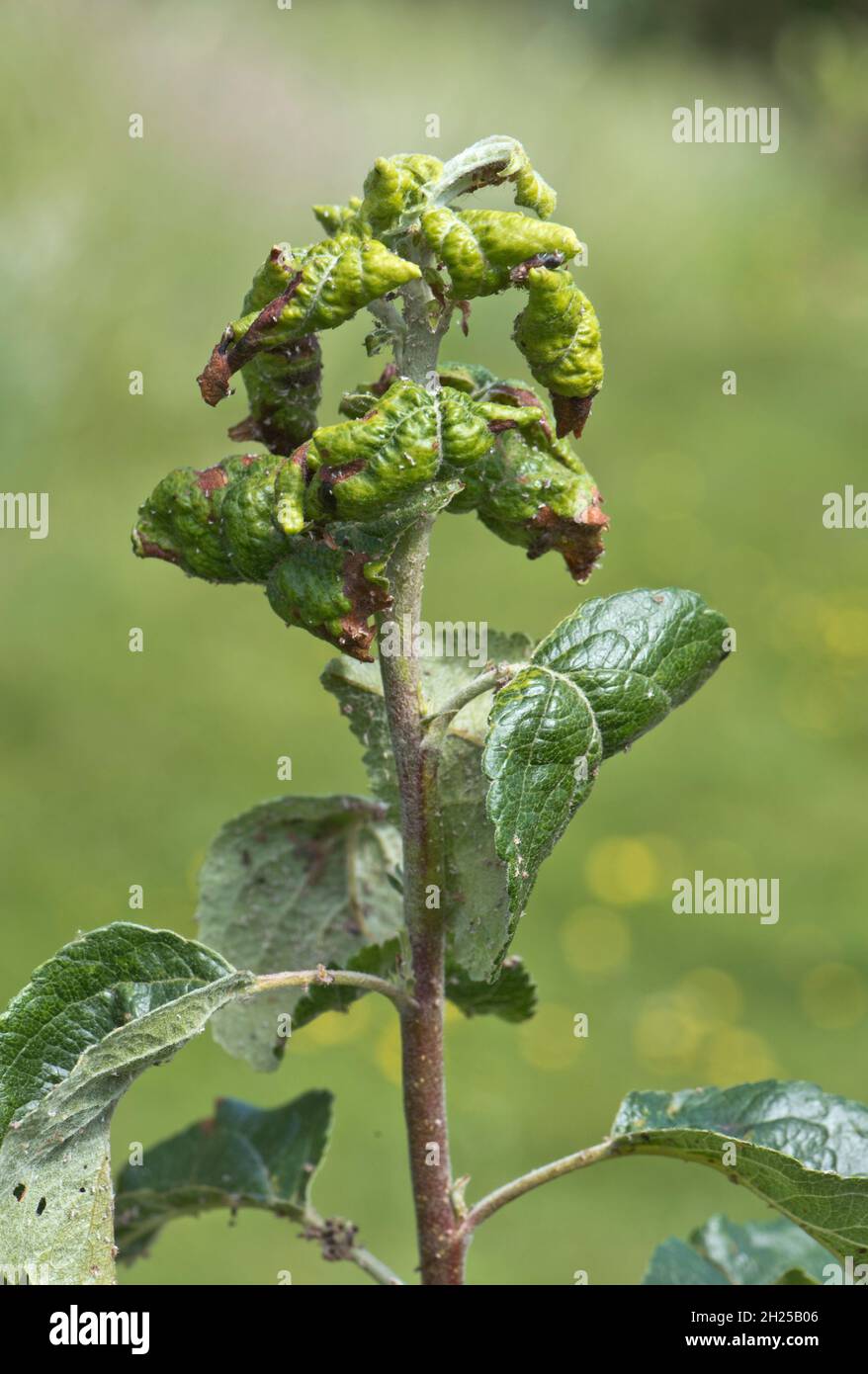 Characteristic lateral rolling damage and necrosis caused by rosy apple aphid (Dysaphis plantaginea) to Discovery apple leaves, Berkshire, June Stock Photo